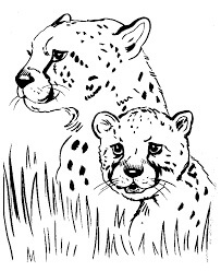 Dua Cheetah