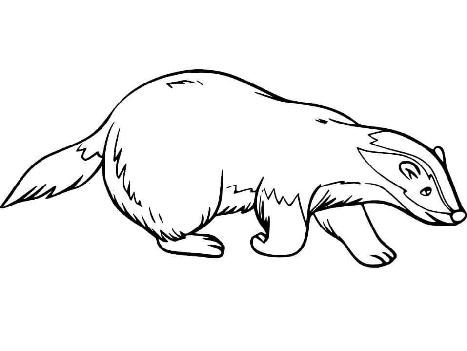 Badger yang Menggemaskan