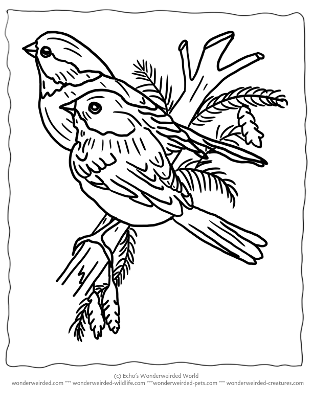 Dua Burung Bertengger di Cabang Pohon