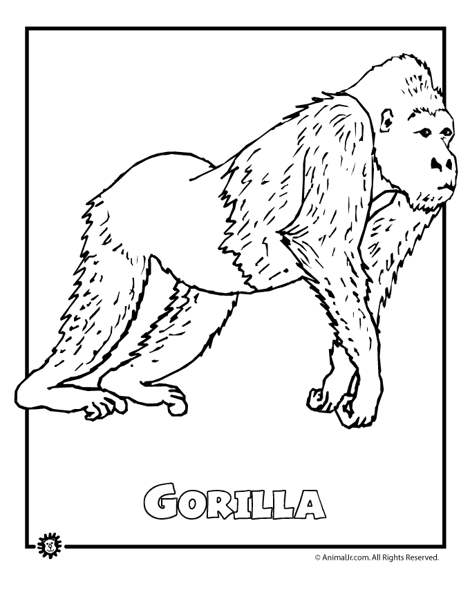 Gorila Lucu
