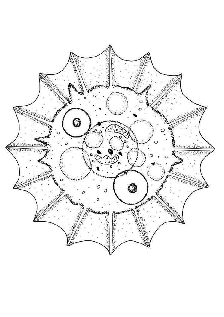 Mandala Hewan