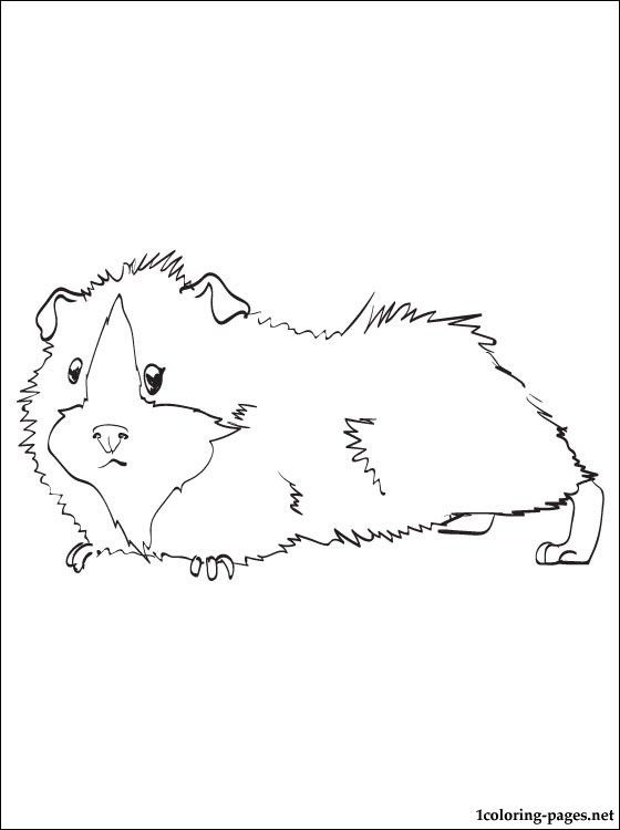 Marmot Berbohong