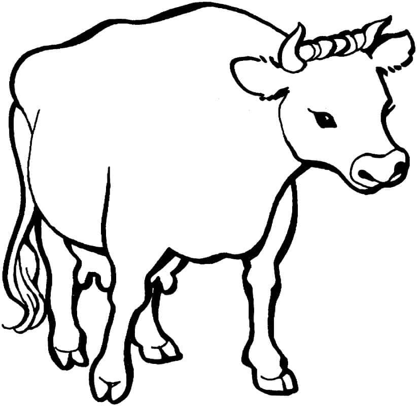 Seekor Sapi