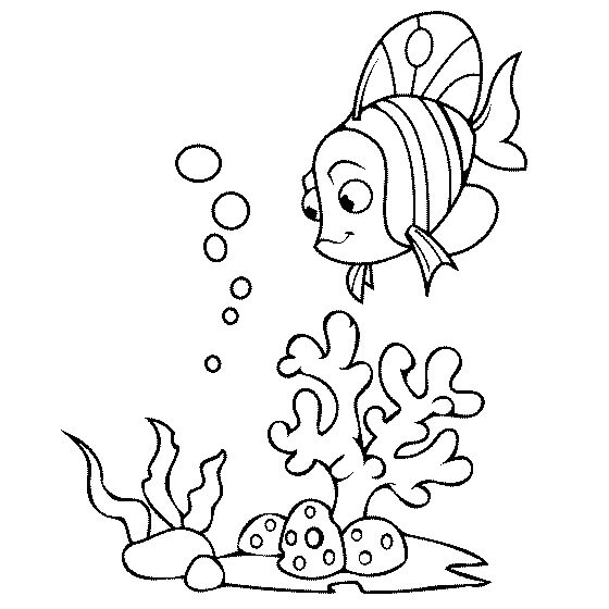 Koral dan Ikan