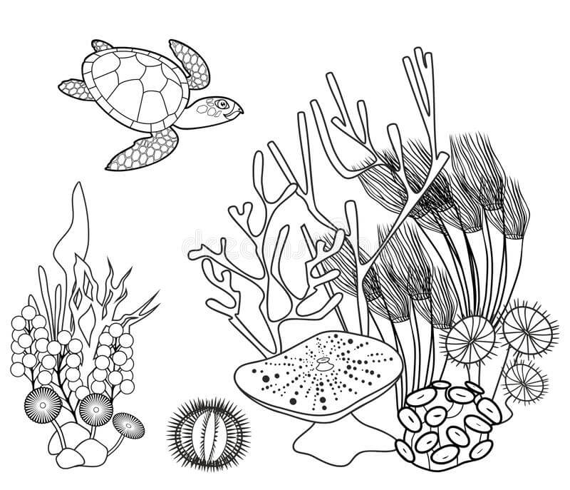 Koral Bawah Laut