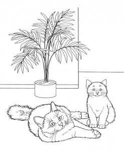 Dua Kucing Burma