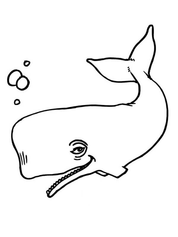 Ikan Paus yang Lucu