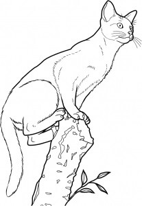 Kucing Abyssinian di Pohon Cabang