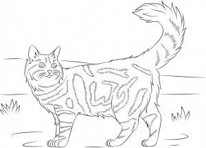 Maine Coon