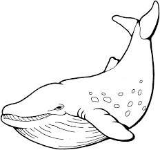 Normal Whale
