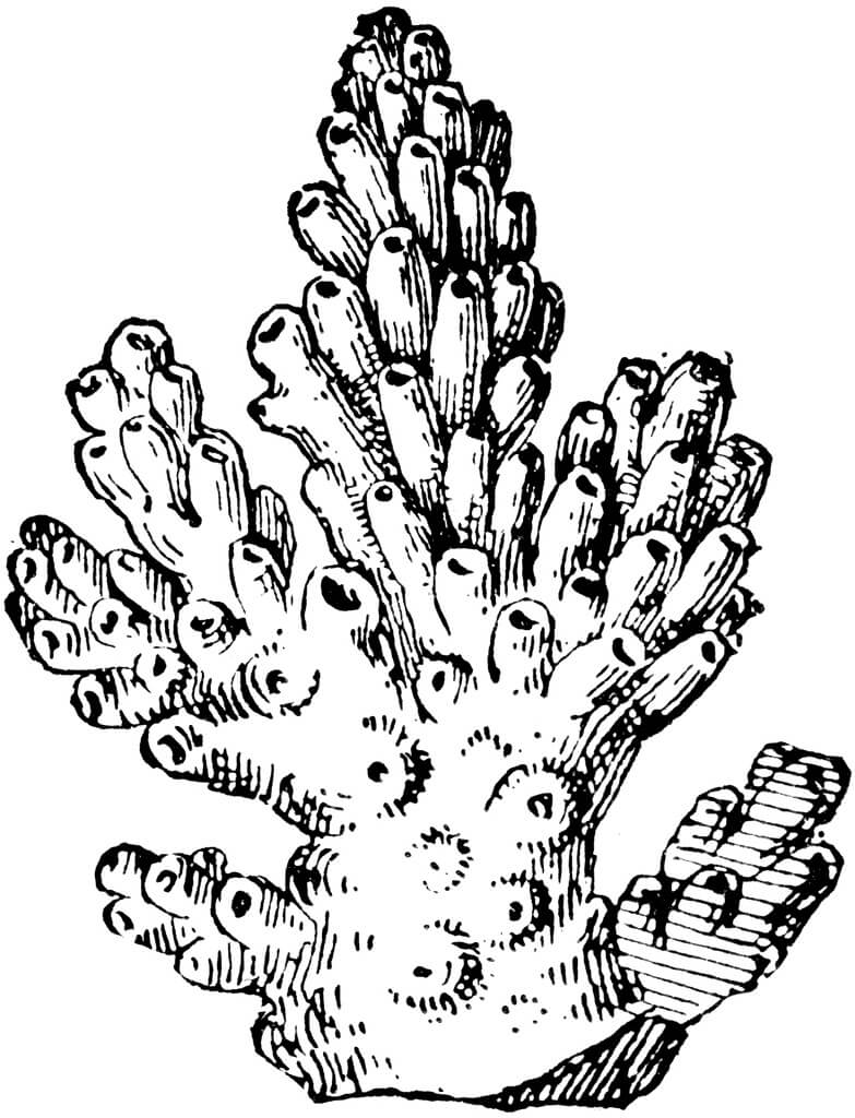 Koral Sempurna