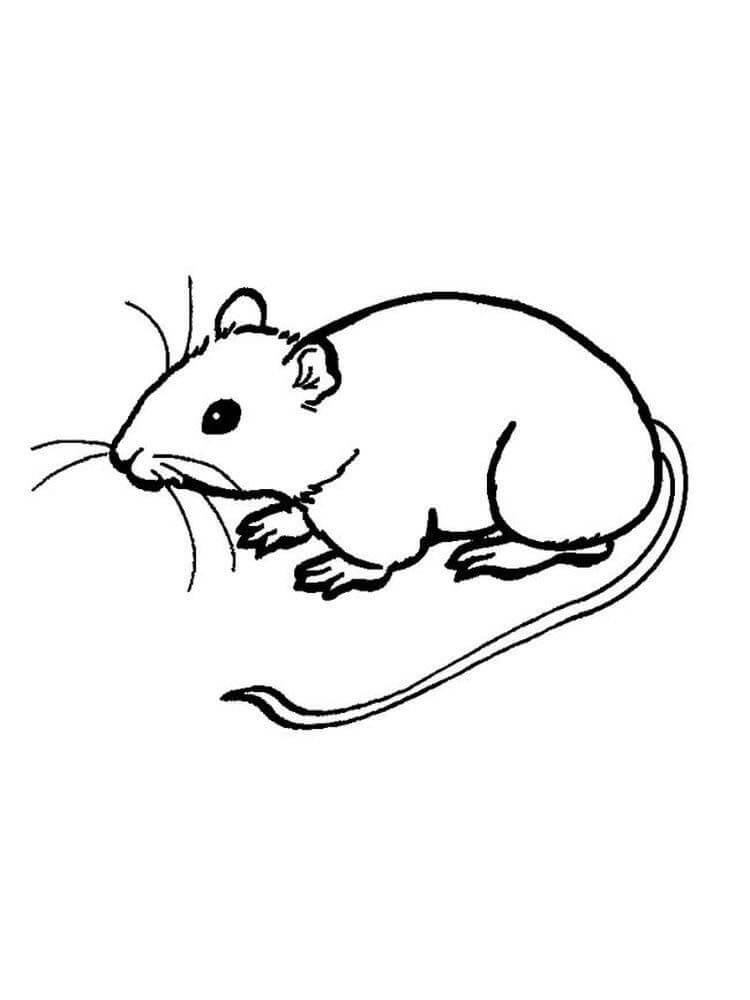 Tikus Dasar