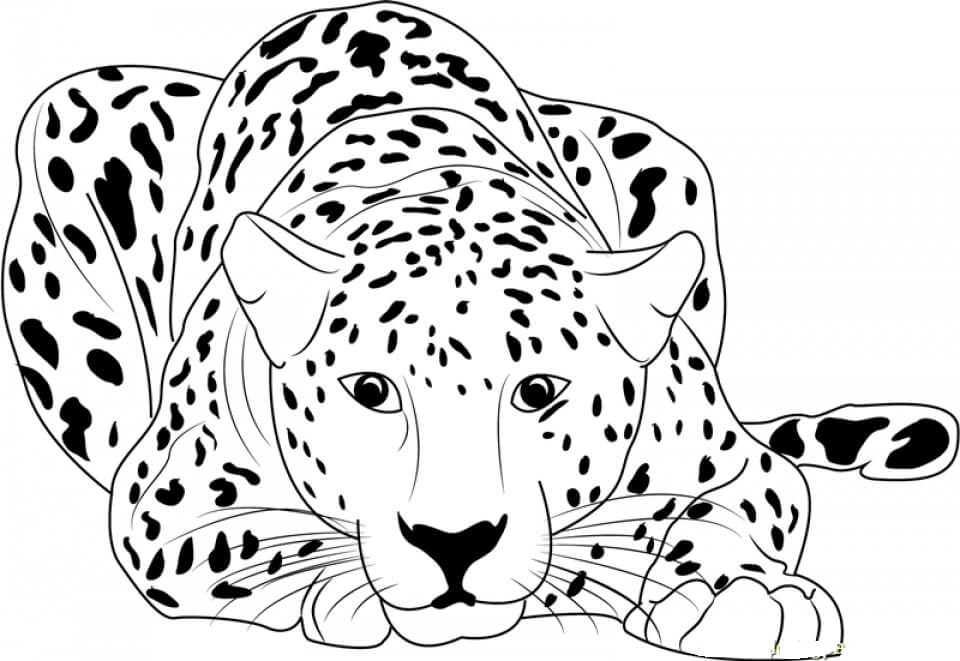 Cheetah Berbohong