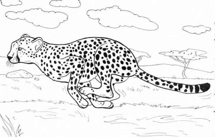 Cheetah Berlari
