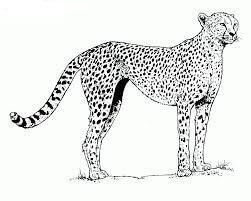 Cheetah Sederhana