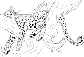 Cheetah Tidur di Pohon