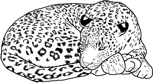 Cheetah yang Bagus