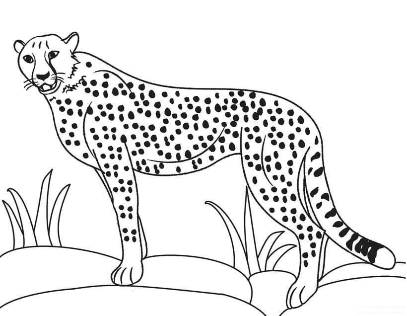 Cheetah yang Sempurna