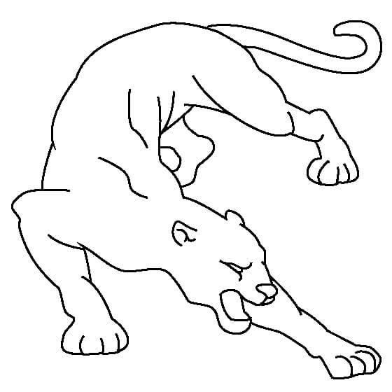 Cougar Dasar