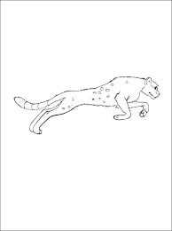 Cougar kecil Melompat