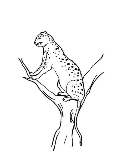 Macan Tutul Salju di Cabang Pohon