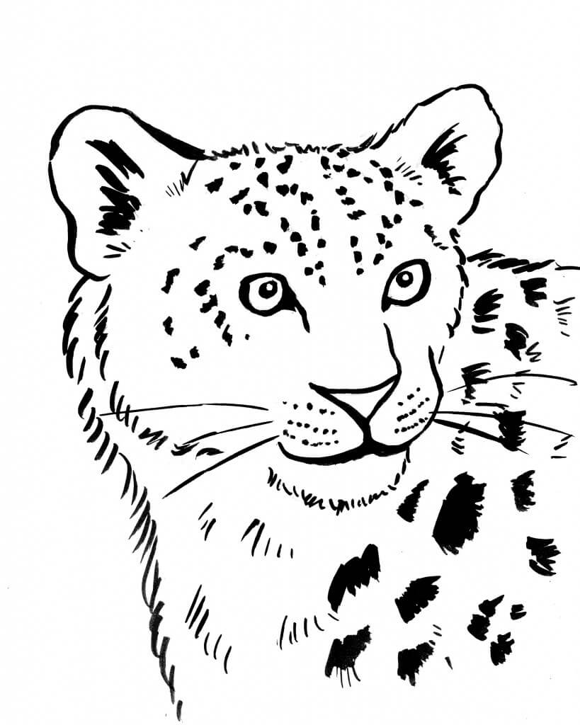 Macan Tutul Wajah