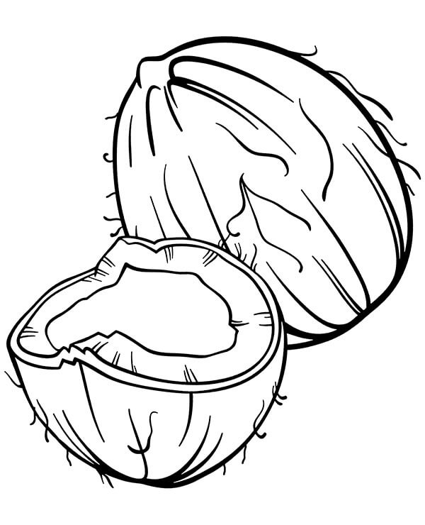 Menggambar Kelapa