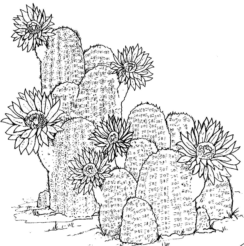 Gambar Tangan Kaktus