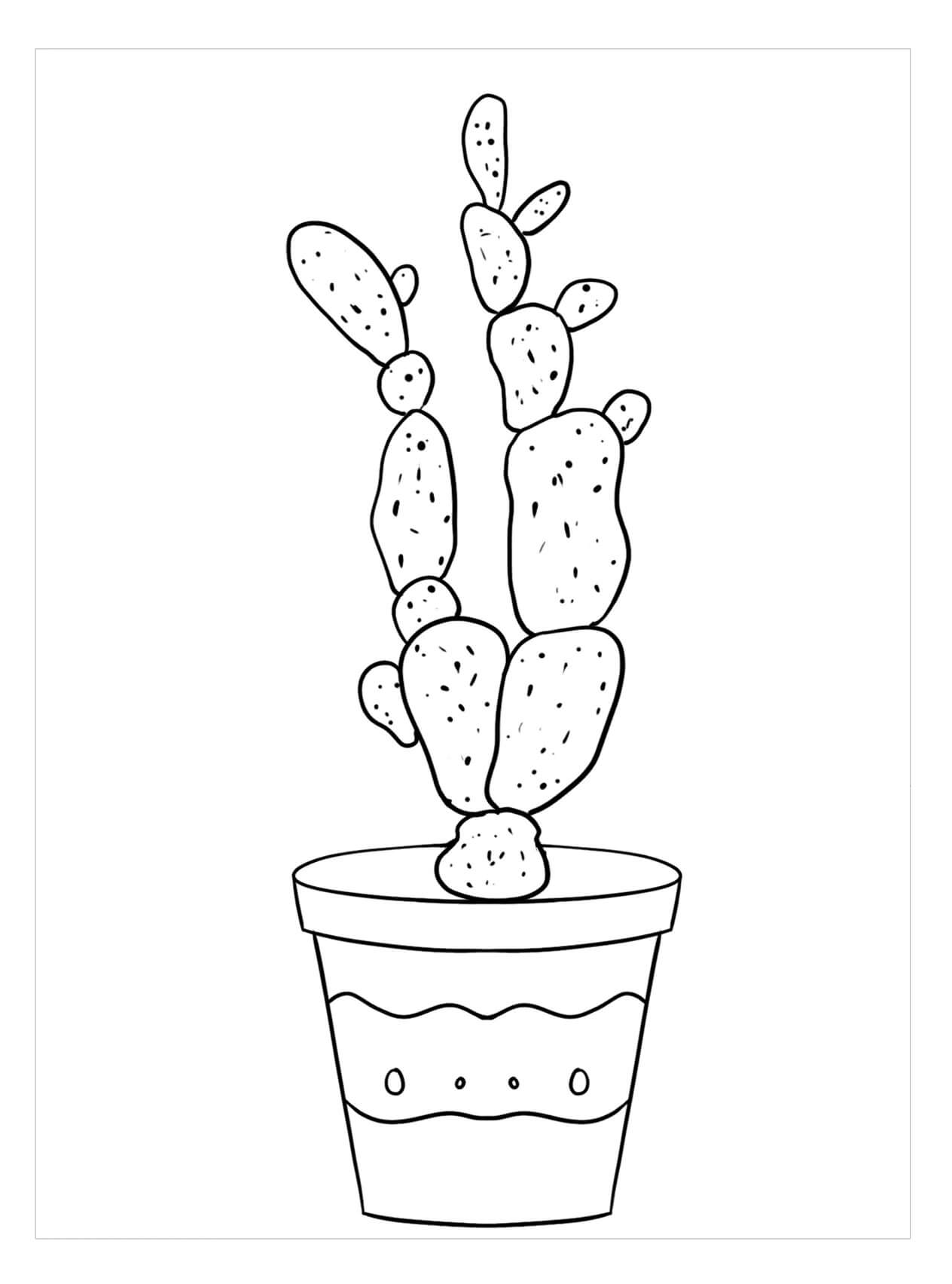 Kaktus Lady Fingers