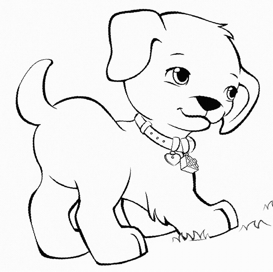 Anjing Kecil yang Lucu