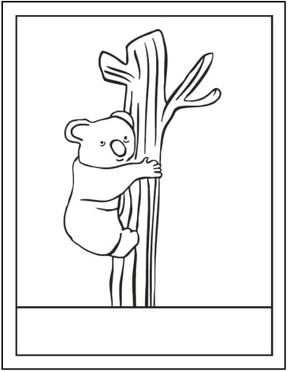 Pohon Panjat Koala