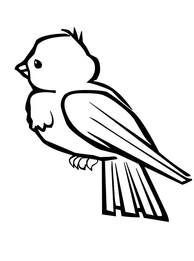 Burung yang comel