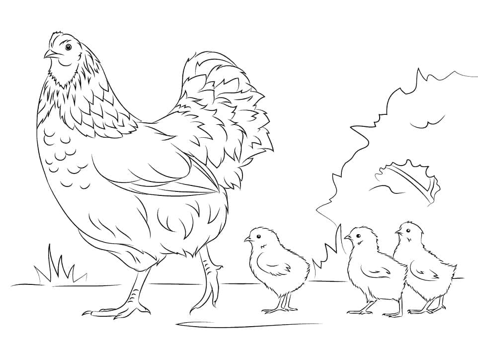 Ayam dan Bayi Ayam