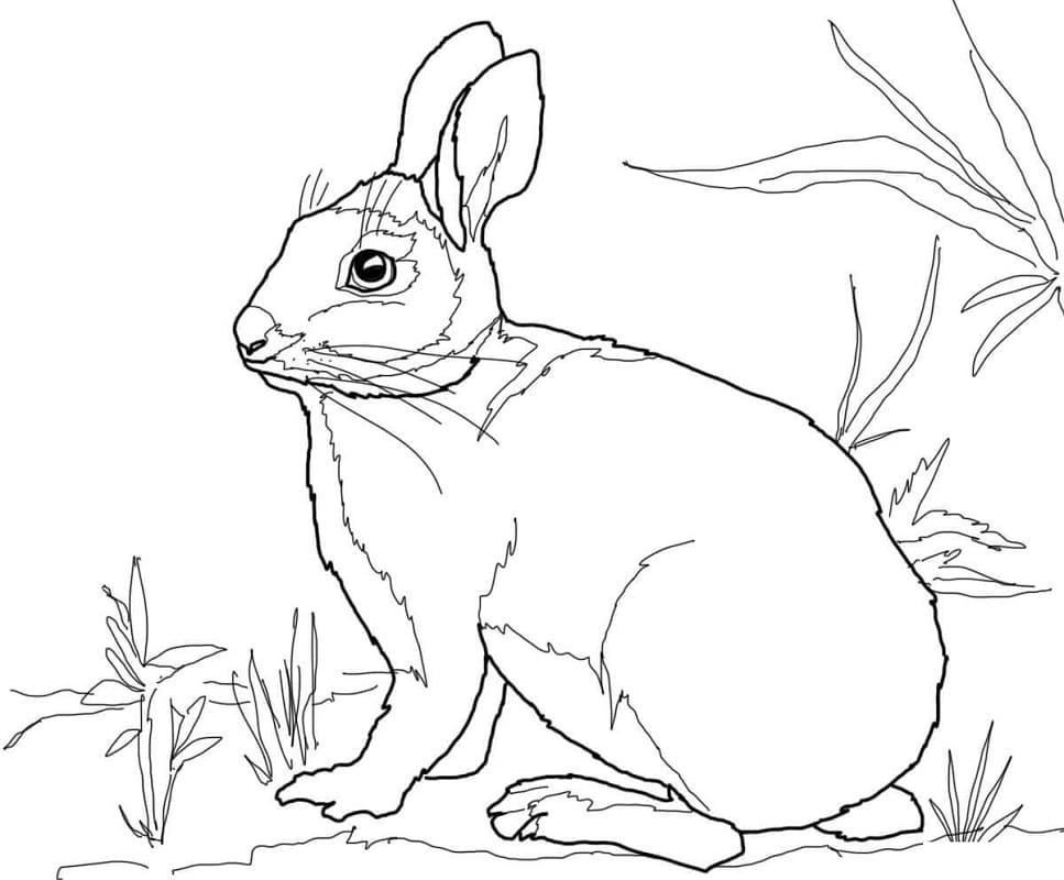 Kelinci Cottontail di Rumput