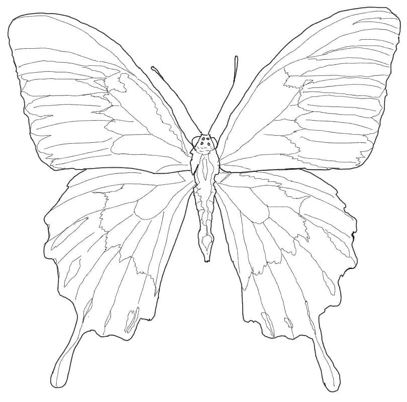 Kupu-Kupu Ulysses 1