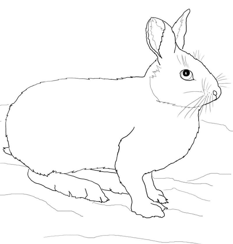 lièvre d'amérique