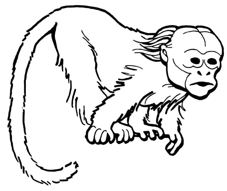 Monyet Uakari