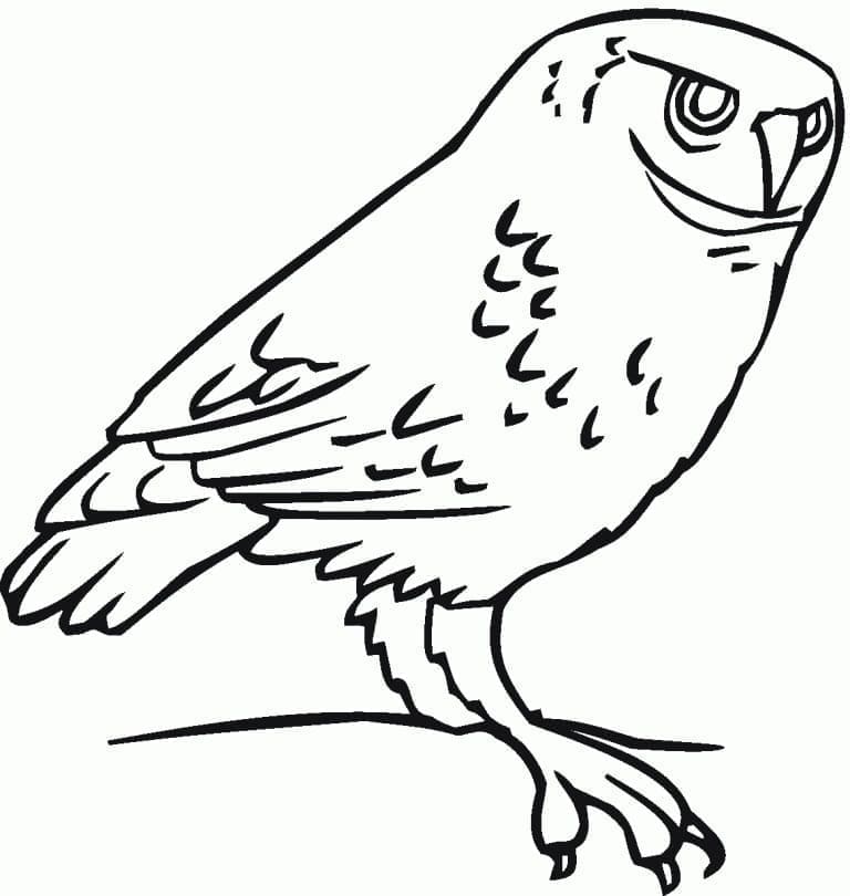 Seekor burung hantu