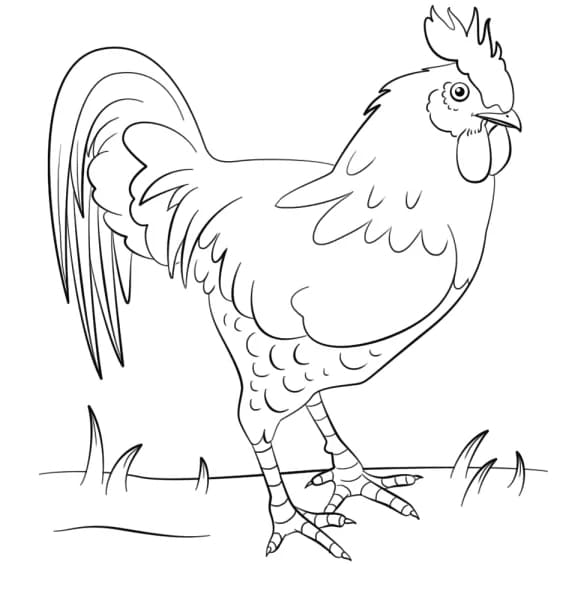 Ayam Jago Di Rumput