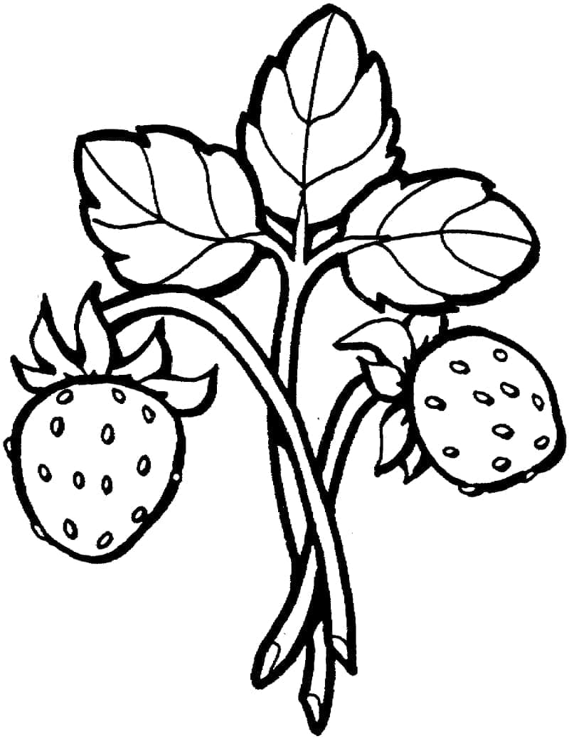 Stroberi 2