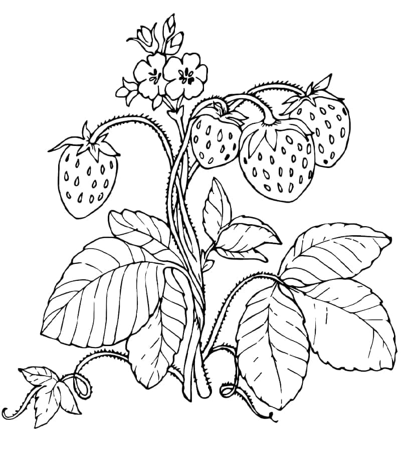 Tanaman Stroberi