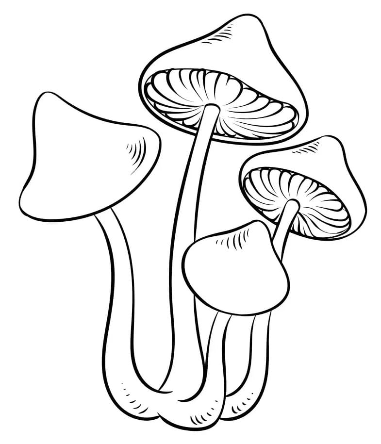 Jamur Narkotika