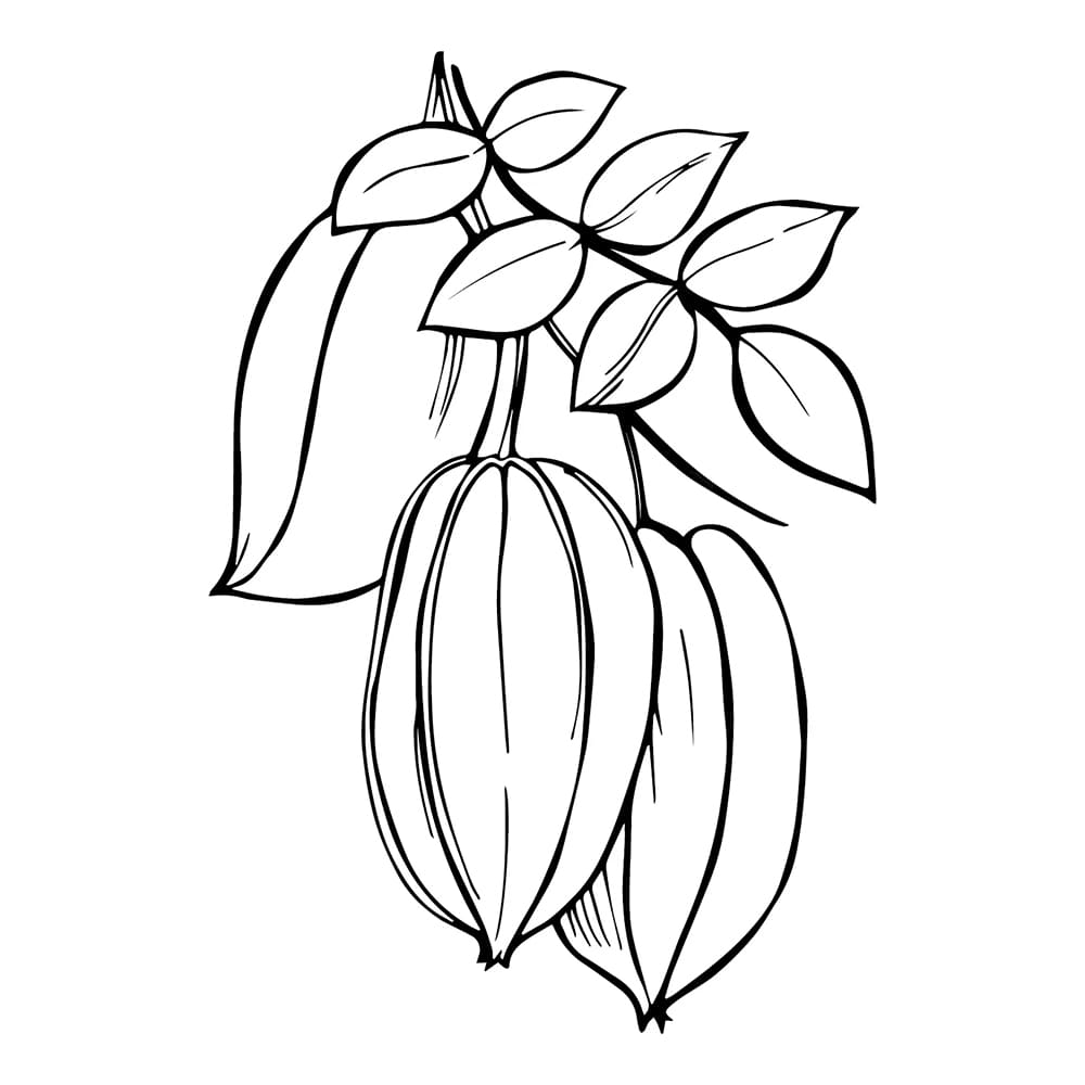 Buah belimbing yang menggantung