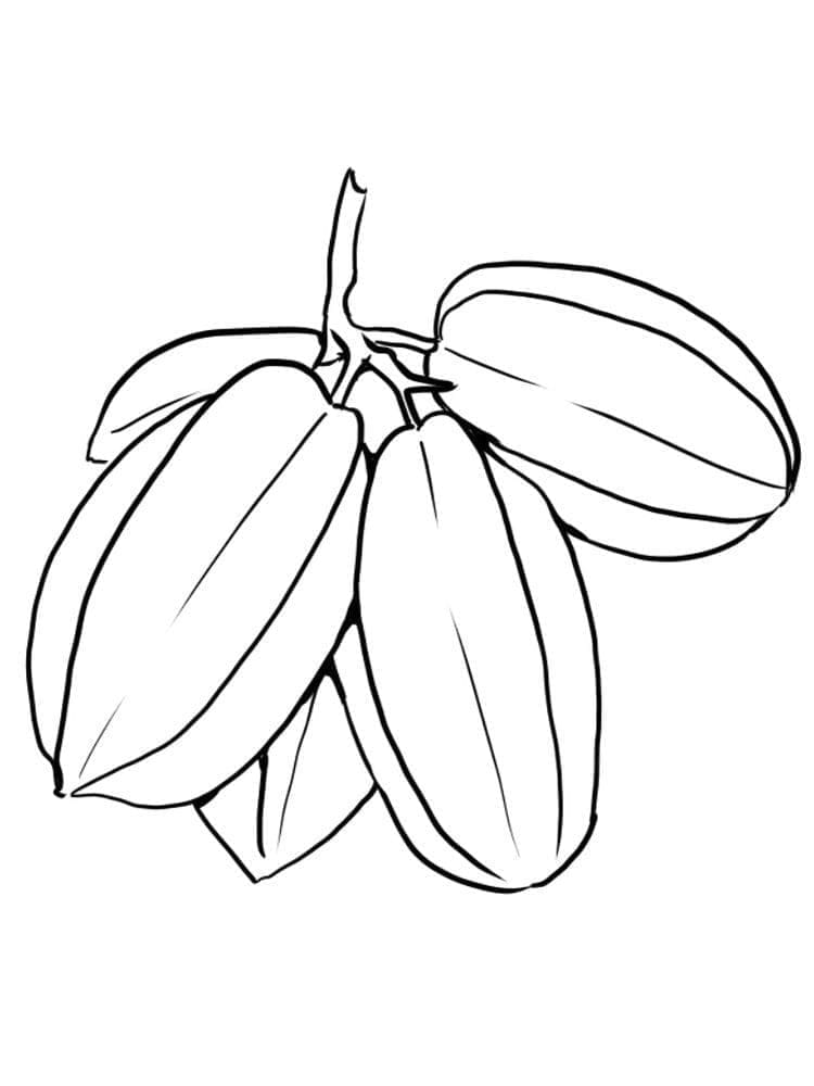 Tandan Buah Belimbing