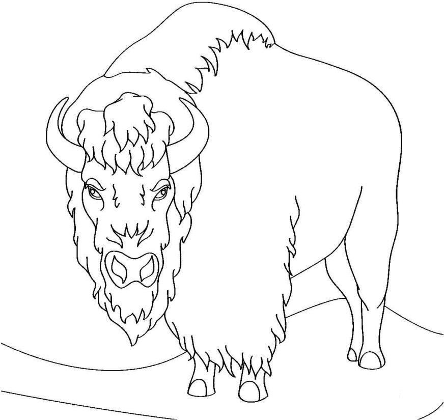 Kerbau Bison gratis