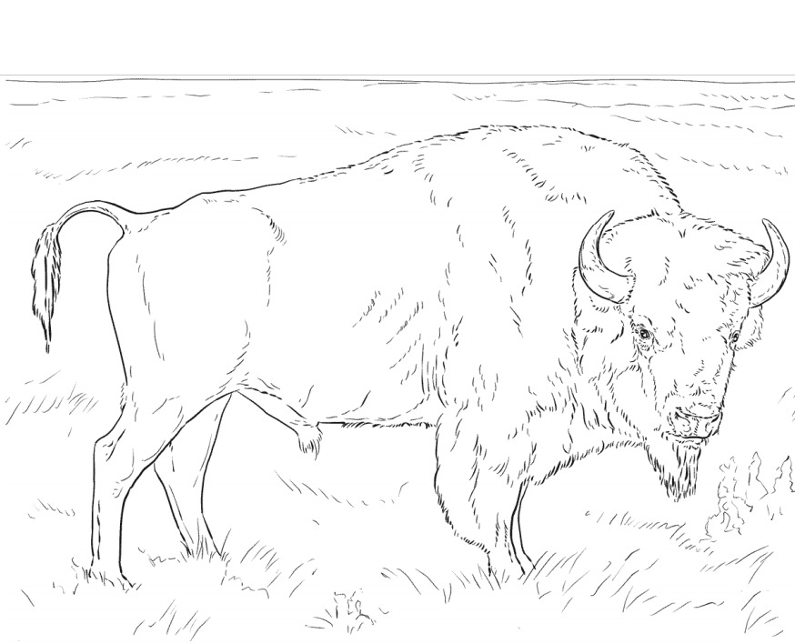 Seekor Kerbau Bison