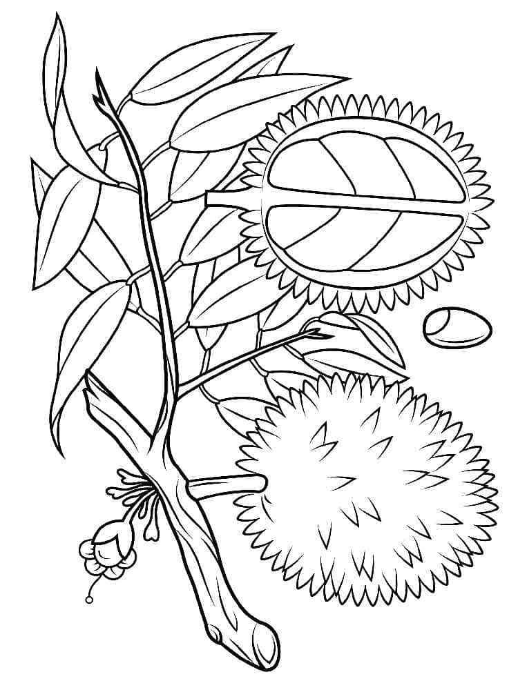 Durian di pohon