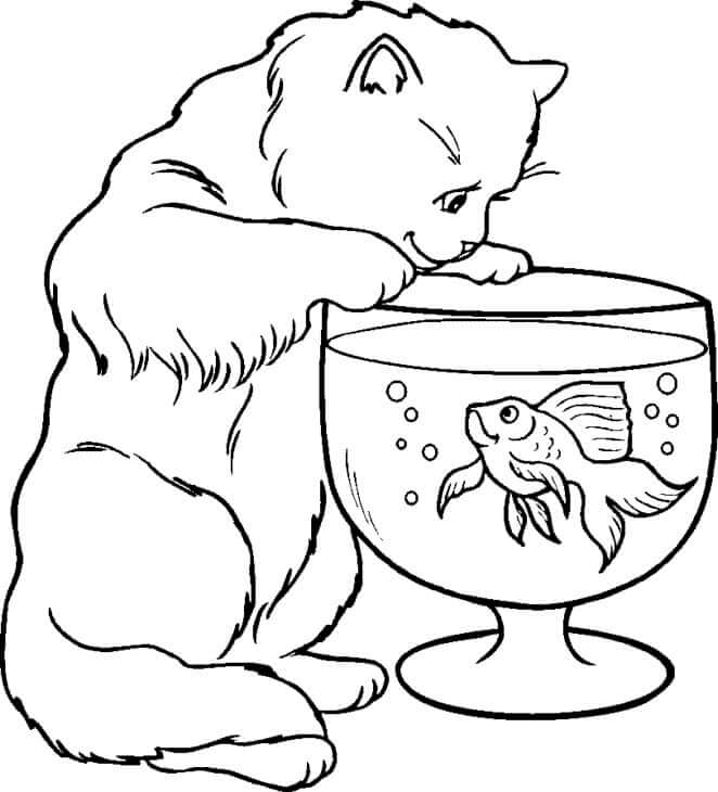 Akuarium Pengamatan Kucing