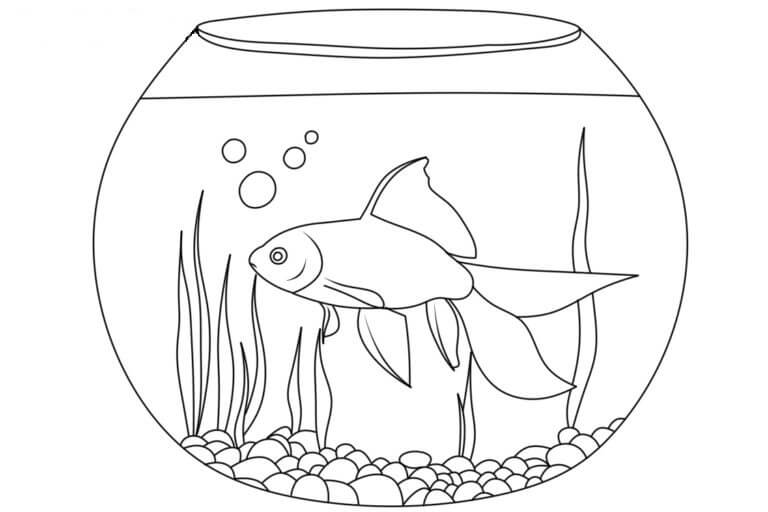 Akuarium Sederhana