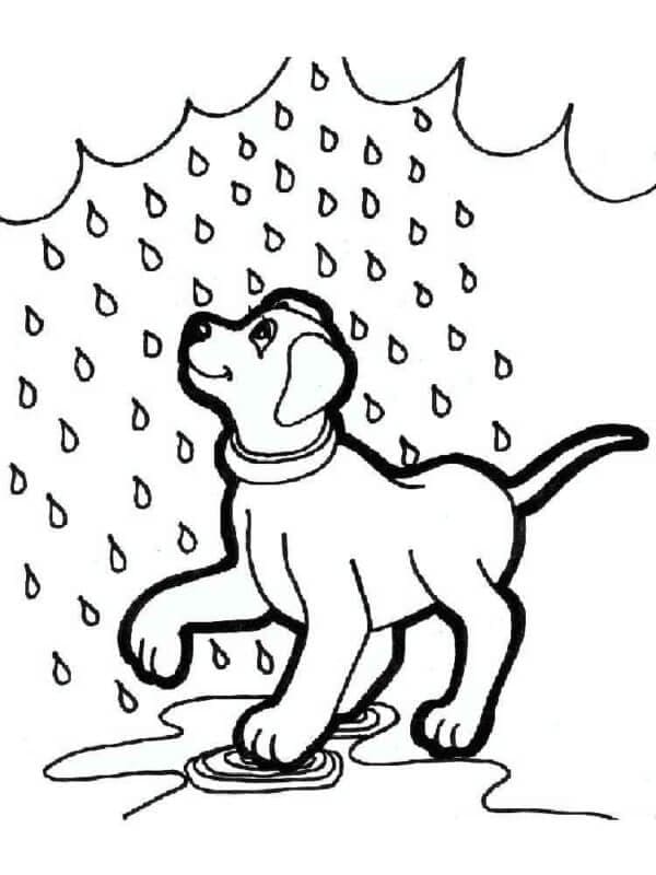 Anjing musim hujan